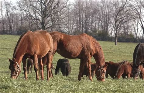 Vesicular Stomatitis In Horse Causes Signs Diagnosis And Management