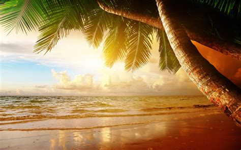 Sommer Tropische Landschaft Sonnenuntergang Meer Ozean Palmen