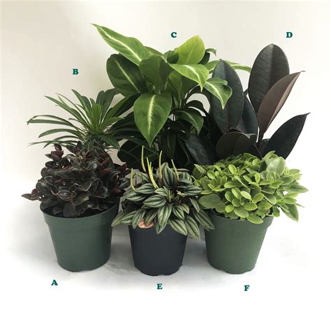Potted Tropical Assorted Plant Sold Individually Alsip Home And Nursery