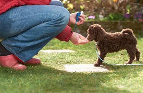 Is Clicker Training The Most Effective Way To Train Dogs Vitalcute