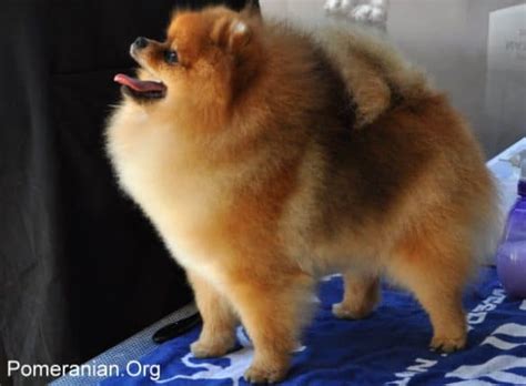Is My Pomeranian Fat