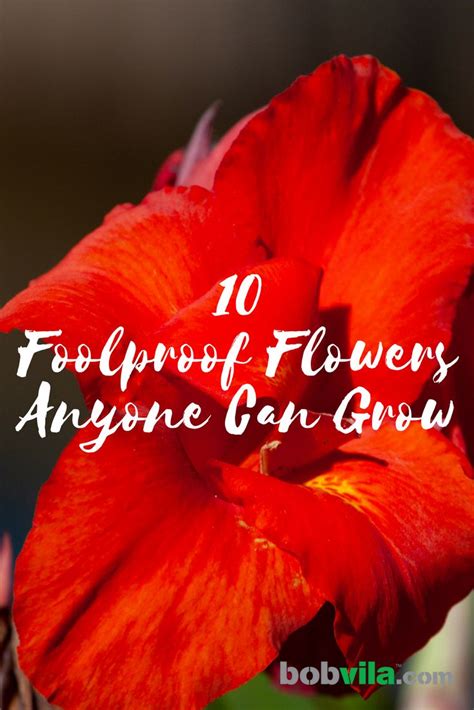 10 Foolproof Flowers Anyone Can Grow Gardening For Beginners