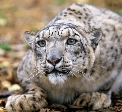 Top 10 Facts About Snow Leopards Wwf