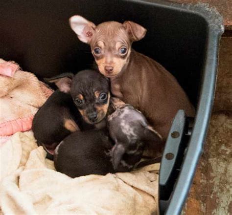 Chihuahua Puppies For Sale In Mn