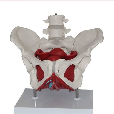 Buy Jn Human Organ Model Female Pelvis Model Pelvic Floor Muscles And