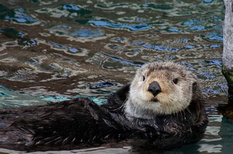 River otters / sea otters. Victoria Daily Photo: Northern River Otter (Lutra canadensis)