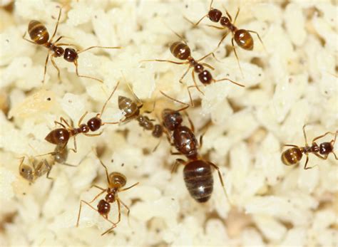 Invasive Tawny Crazy Ant Found In Georgia Uga Today
