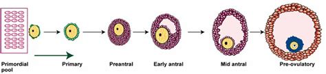 Representation Of The Stages Of Follicle Development From The