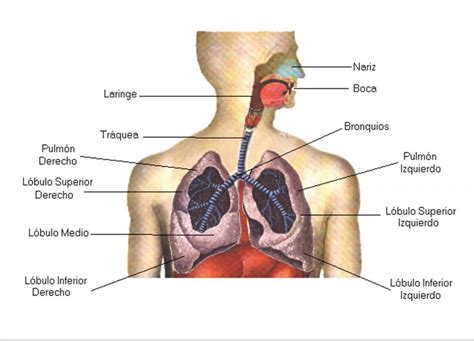 Materiales De Apoyo Estructuras Del Sistema Respiratorio