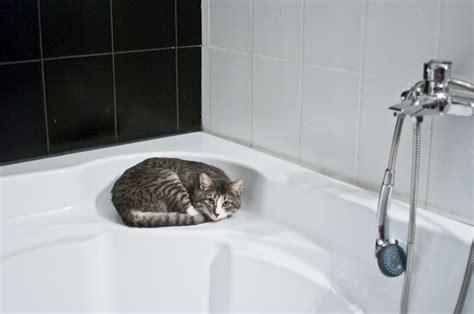 Free Images Floor Cat Sink Room Bathroom Tap Shower Head Bidet Plumbing Fixture