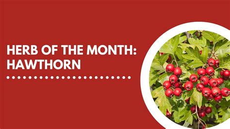 Herb Of The Month Hawthorn Australian Naturalcare