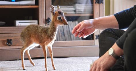 Hand Reared Baby Antelope Makes Big Impression At Chester Zoo Metro News