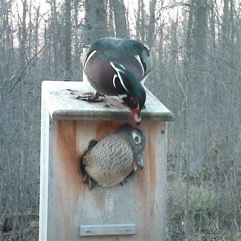 Wood Duck Nesting Box Full Door Cedar Etsy