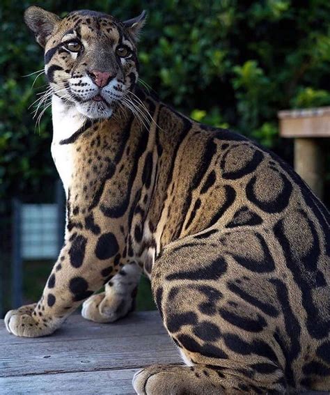 Clouded Leopard Nature Animals Animals And Pets Baby Animals Cute