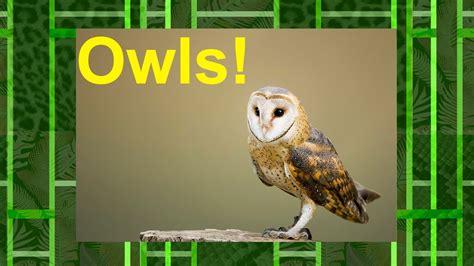 Fun Facts About Owls Youtube