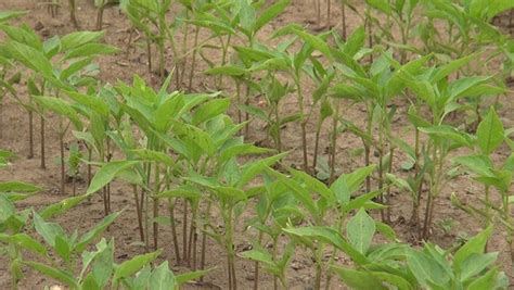 Making A Chilli Seedbed Access Agriculture