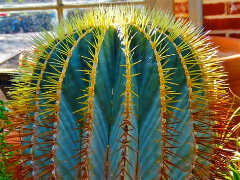 Blue Barrel Cactus Regenaxe