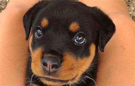 15 Signs You Are A Crazy Rottweiler Person Pettime