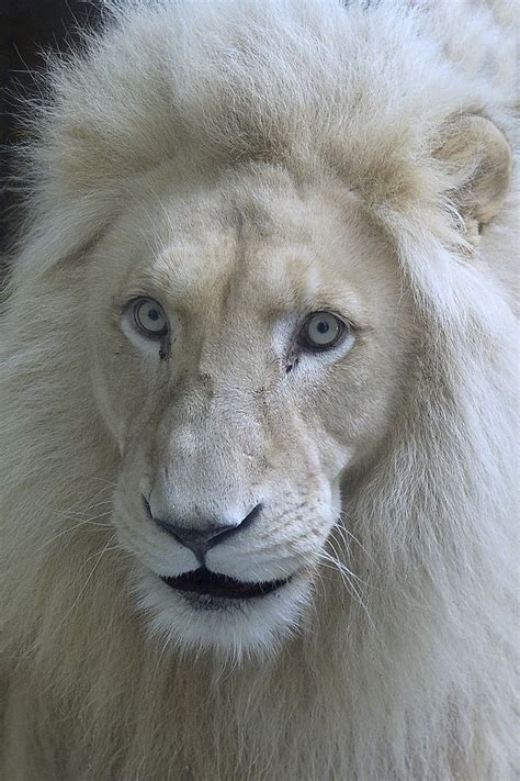 White Lion By Jutta Kirchner 500px White Lion Albino Animals