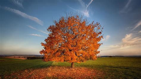 1920x1080 Tree Autumn Field Laptop Full Hd 1080p Hd 4k Wallpapers