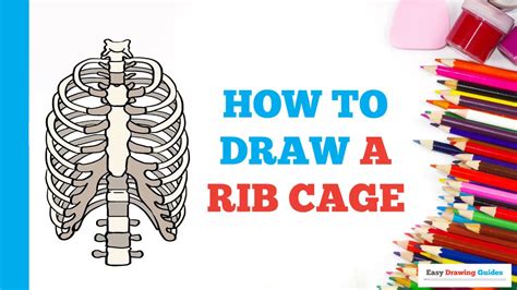 How To Draw A Rib Cage In A Few Easy Steps Drawing Tutorial For Beginners Youtube