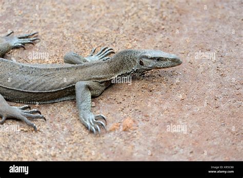 Large Monitor Lizard In Sri Lanka Stock Photo Alamy