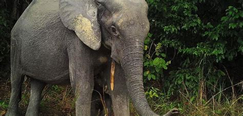 Help Us Learn More About Endangered Forest Elephants University Of