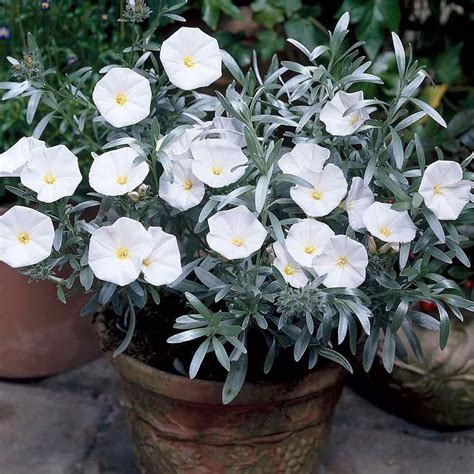 Convolvulus Cneorum Convolvulus Silver Bush Garden Plants