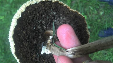 Northern Va Mushroom Id Please Mushroom Hunting And Identification