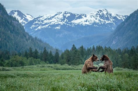 Grizzly Bear Photography In Khutzeymateen British Columbia Part 2