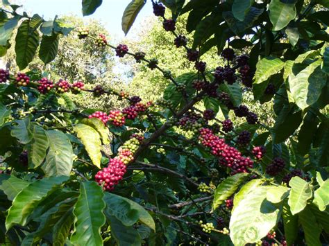 Coffea Canephora Robusta Coffee World Of Flowering Plants