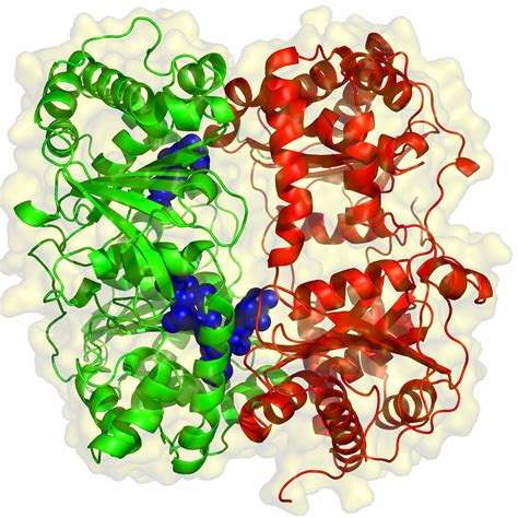 Structure Of Enzyme Offers Treatment Clues For Diabetes Alzheimers