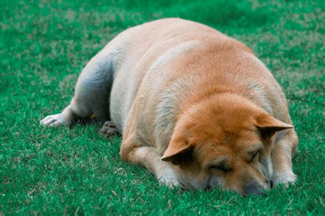 Bloat In Dogs Causes Symptoms And Prevention Endless Mountain Labradors