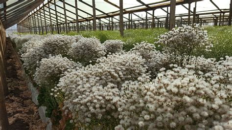 Asteraceae Goldstar Seeds