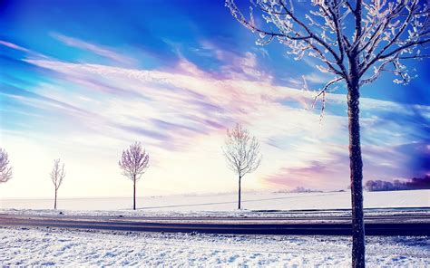 Snow Winter Trees 2 Hd Nature 4k Wallpapers Images