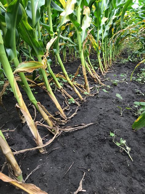 Insect pests can be a major limiting factor in grain sorghum production in georgia. One Grower's Gamble is a Reminder That Rootworm is Still a ...