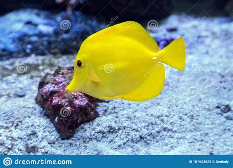Yellow Tang Zebrasoma Flavescens Marine Fish Stock Photo