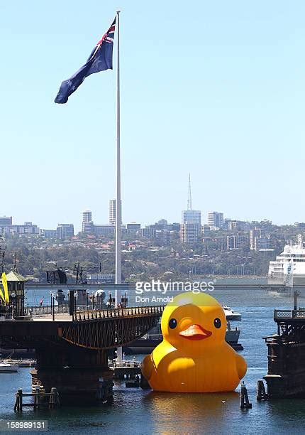 Giant Rubber Duck Sails Into Sydney Harbour Photos And Premium High Res Pictures Getty Images