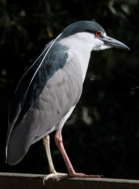 Oaklands Black Crowned Night Herons Backed By Audubon