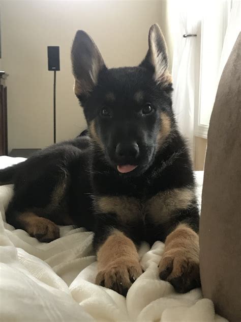 German Shepherd Puppies For Sale Raymond Nh 328364