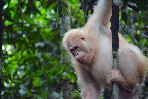 Bos Foundation Press Release Alba The Albino Orangutan Thrives In