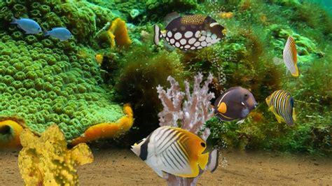 Myreef 3d Aquarium 2 Lite By Bitbros Inc