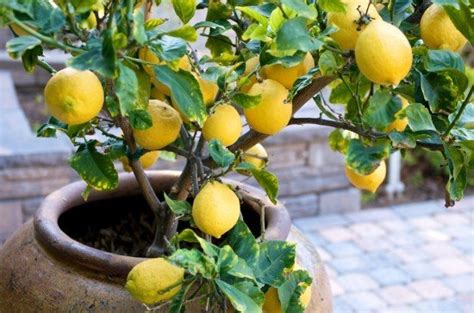 List Of 10 Best Pots For Citrus Trees