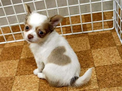 The 7 Cutest Chihuahua Pictures Seen Online Page 2 Cutestist