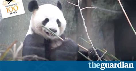 Edinburgh Panda Artificially Inseminated With Dead Males Sperm World