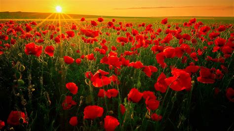 Poppy Red Flower Field During Sunrise Hd Flowers Wallpapers Hd
