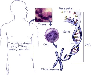In this section you can learn more about the complex links between genes and cancer. Dr.Malpani's Blog: The Cancer genetic testing hype