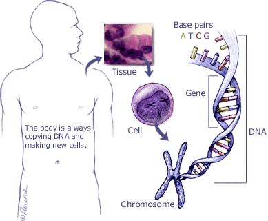 Pancreatic cancer begins in the tissues of your pancreas — an organ in your abdomen that lies behind the lower part of your stomach. What Causes Pancreatic Cancer?