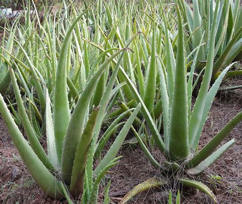 Aloe Vera A Plant Which Has History Before Christian Amazing Facts