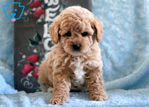 From our family to yours we are a small family breeder that raises cockapoos and cavapoos. Captain | Cavapoo Puppy For Sale | Keystone Puppies